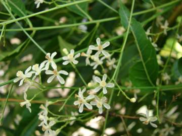 Fotografia da espécie Azadirachta indica