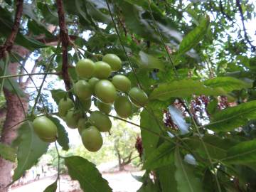 Fotografia da espécie Azadirachta indica