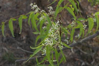 Fotografia da espécie Azadirachta indica