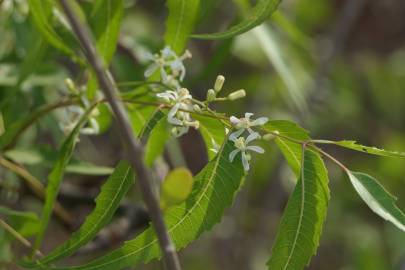 Fotografia da espécie Azadirachta indica