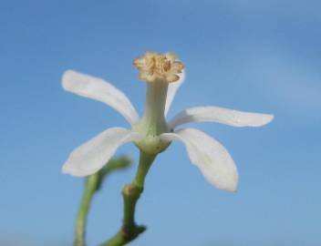 Fotografia da espécie Azadirachta indica