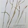 Fotografia de herbário 1 da espécie Carex elata no Jardim Botânico UTAD