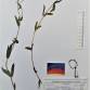 Fotografia 1 de herbário da espécie Epilobium tetragonum no Jardim Botânico UTAD