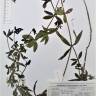 Fotografia de herbário 1 da espécie Rubia peregrina no Jardim Botânico UTAD
