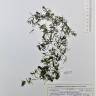 Fotografia de herbário 1 da espécie Callitriche hamulata no Jardim Botânico UTAD