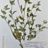 Fotografia de herbário 1 da espécie Solanum villosum no Jardim Botânico UTAD