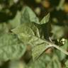 Fotografia 21 da espécie Solanum villosum do Jardim Botânico UTAD