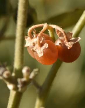 Fotografia 22 da espécie Solanum villosum no Jardim Botânico UTAD