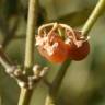 Fotografia 22 da espécie Solanum villosum do Jardim Botânico UTAD