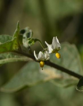 Fotografia 23 da espécie Solanum villosum no Jardim Botânico UTAD