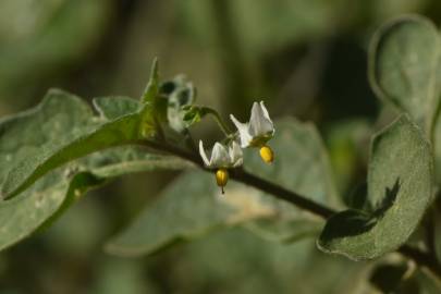 Fotografia da espécie Solanum villosum