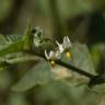 Fotografia 23 da espécie Solanum villosum do Jardim Botânico UTAD