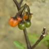 Fotografia 24 da espécie Solanum villosum do Jardim Botânico UTAD