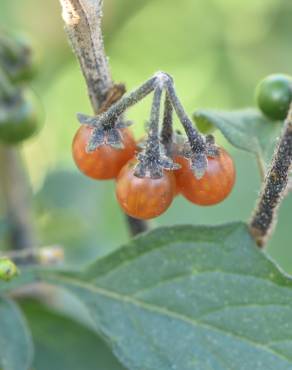 Fotografia 25 da espécie Solanum villosum no Jardim Botânico UTAD