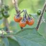 Fotografia 25 da espécie Solanum villosum do Jardim Botânico UTAD