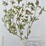 Fotografia de herbário 1 da espécie Solanum villosum no Jardim Botânico UTAD