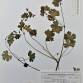Fotografia 3 de herbário da espécie Geranium lucidum no Jardim Botânico UTAD