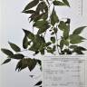 Fotografia de herbário 1 da espécie Celtis australis no Jardim Botânico UTAD
