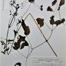 Fotografia de herbário 1 da espécie Clematis campaniflora no Jardim Botânico UTAD