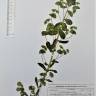 Fotografia de herbário 1 da espécie Euphorbia amygdaloides no Jardim Botânico UTAD
