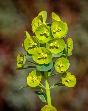 Fotografia 7 da espécie Euphorbia amygdaloides subesp. amygdaloides no Jardim Botânico UTAD