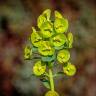 Fotografia 7 da espécie Euphorbia amygdaloides subesp. amygdaloides do Jardim Botânico UTAD