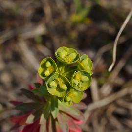 Fotografia da espécie Euphorbia amygdaloides subesp. amygdaloides