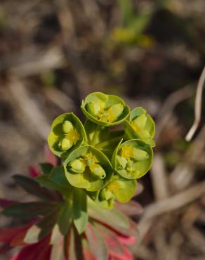 Fotografia 8 da espécie Euphorbia amygdaloides subesp. amygdaloides no Jardim Botânico UTAD