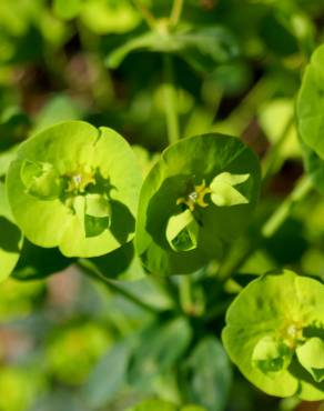 Fotografia 9 da espécie Euphorbia amygdaloides subesp. amygdaloides no Jardim Botânico UTAD