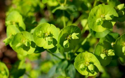 Fotografia da espécie Euphorbia amygdaloides subesp. amygdaloides