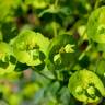 Fotografia 9 da espécie Euphorbia amygdaloides subesp. amygdaloides do Jardim Botânico UTAD