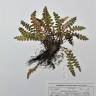 Fotografia de herbário 1 da espécie Asplenium ceterach no Jardim Botânico UTAD
