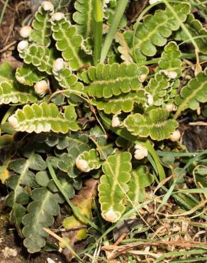 Fotografia 16 da espécie Asplenium ceterach no Jardim Botânico UTAD