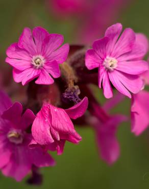 Fotografia 13 da espécie Silene dioica no Jardim Botânico UTAD