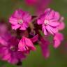 Fotografia 13 da espécie Silene dioica do Jardim Botânico UTAD