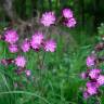 Fotografia 14 da espécie Silene dioica do Jardim Botânico UTAD