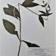 Fotografia 1 de herbário da espécie Silene dioica no Jardim Botânico UTAD