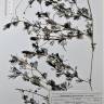 Fotografia de herbário 1 da espécie Ranunculus peltatus no Jardim Botânico UTAD