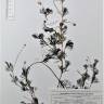 Fotografia de herbário 1 da espécie Ranunculus peltatus no Jardim Botânico UTAD
