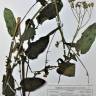 Fotografia de herbário 1 da espécie Crepis lampsanoides no Jardim Botânico UTAD