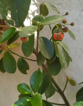 Fotografia 15 da espécie Euonymus japonicus no Jardim Botânico UTAD