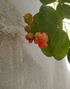 Fotografia 16 da espécie Euonymus japonicus no Jardim Botânico UTAD