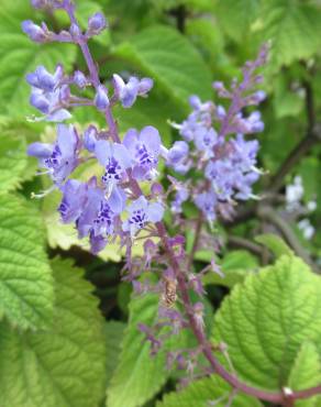 Fotografia 9 da espécie Plectranthus fruticosus no Jardim Botânico UTAD