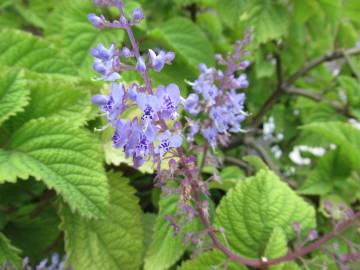 Fotografia da espécie Plectranthus fruticosus