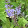 Fotografia 9 da espécie Plectranthus fruticosus do Jardim Botânico UTAD