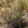 Fotografia 10 da espécie Drosophyllum lusitanicum do Jardim Botânico UTAD