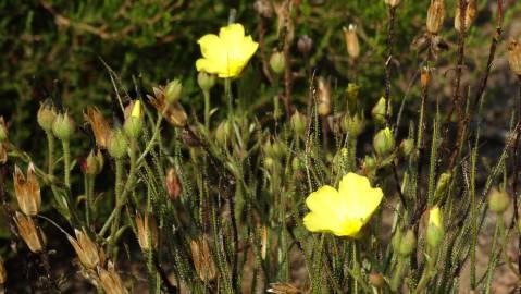 Fotografia da espécie Drosophyllum lusitanicum