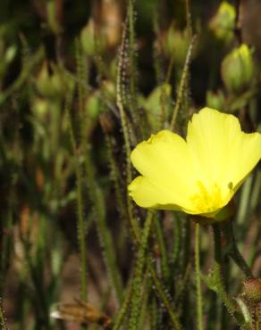 Fotografia 12 da espécie Drosophyllum lusitanicum no Jardim Botânico UTAD