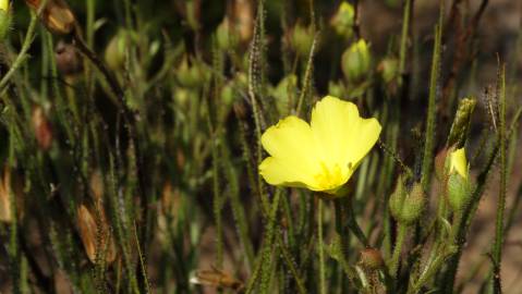 Fotografia da espécie Drosophyllum lusitanicum