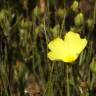 Fotografia 12 da espécie Drosophyllum lusitanicum do Jardim Botânico UTAD